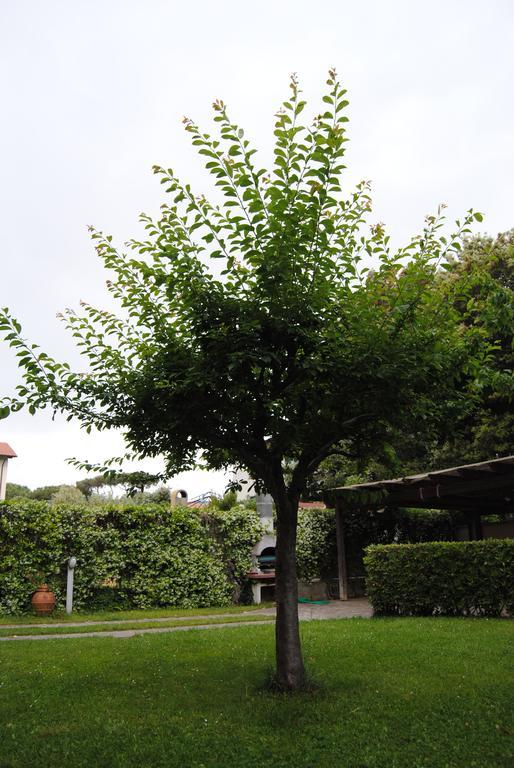 Il Susino Apartment Tirrenia Exterior photo